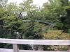 s_PICT0011_thumb.png